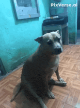 a dog sitting on a tiled floor with pixverse.ai written on the bottom