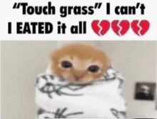 a cat wrapped in a blanket with the words " touch grass " i can 't i ate it all "