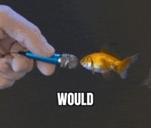 a person is holding a microphone in front of a goldfish and says `` would '' .