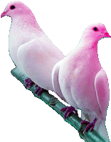 two pink and white pigeons perched on a branch