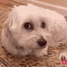 a small white dog is laying on a rug and looking at the camera with a red plus sign in the corner