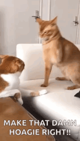 two cats are standing next to each other on a couch and one of them says `` make that damn hoagie right ! ''