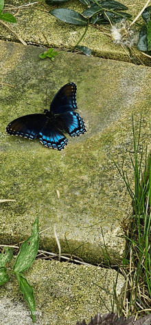 a black and blue butterfly is sitting on a mossy rock