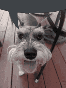 a small dog is sitting on a wooden deck with its mouth open