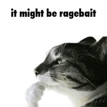 a picture of a cat with the words it might be ragebait