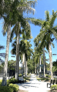 a row of palm trees along a walkway