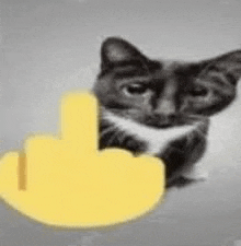 a black and white cat is sitting next to a yellow finger .