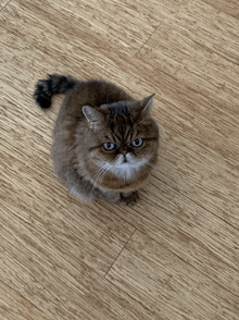 a cat is sitting on a wooden floor looking up at the camera