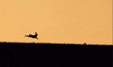 a silhouette of a rabbit jumping over a grassy hill