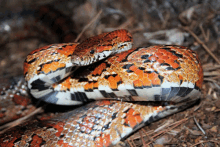 a close up of a snake laying on the ground with a few pieces of wood in the background