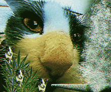 a close up of a cat 's face with a marijuana leaf in the background