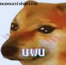 a close up of a dog with the word uwu on it