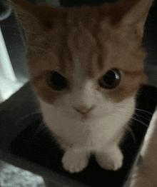 a close up of a brown and white cat looking up at the camera .