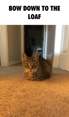 a cat laying on the floor with a caption that says " bow down to the loaf "