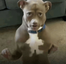 a puppy with a blue collar is standing on its hind legs