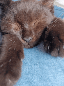 a close up of a brown cat sleeping on a blue cloth