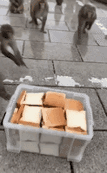 a group of monkeys are eating bread from a plastic container on the sidewalk .