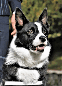 a black and white dog with a collar on looks at the camera