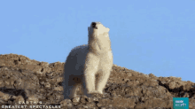 a polar bear standing on top of a rocky hill with the words " earth 's greatest spectacles " on the bottom