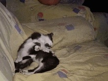 two kittens are sleeping on a couch next to a person