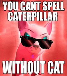 a picture of a cat with sunglasses and the words you cant spell caterpillar without cat