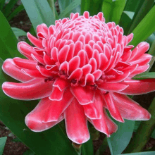 a close up of a pink flower with white edges