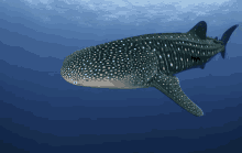 a whale shark is swimming in the ocean looking at the camera