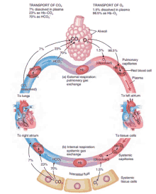 a diagram showing the process of transport of co2 and hb