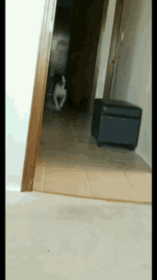 a black and white dog is standing in a hallway next to a black ottoman