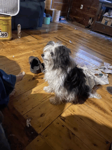 a black and white dog sits on a wooden floor next to a can of or