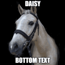 a horse wearing a bridle with the words daisy bottom text above it