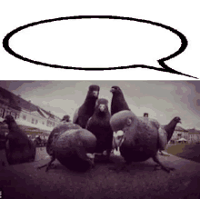 a group of pigeons are standing next to each other on the ground with a speech bubble above them .