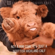 a person is holding a baby scottish highland calf in their arms .