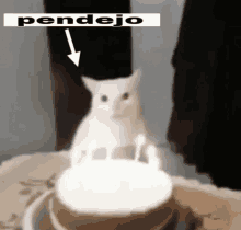 a white cat is sitting in front of a cake with candles and the word pendejo written above it