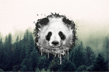 a panda bear with trees in the background