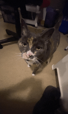 a calico cat looking up at the camera