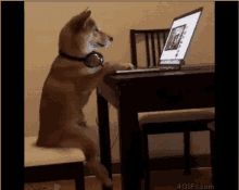 a dog wearing headphones is sitting at a table with a laptop