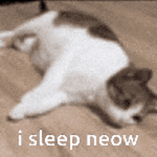 a cat is laying on its back with the words i sleep neow above it .