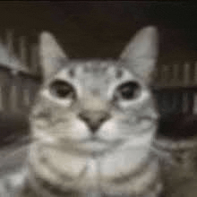 a close up of a cat looking at the camera in a blurry photo .