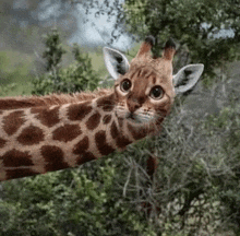 a giraffe with a cat face is peeking out from behind a bush .