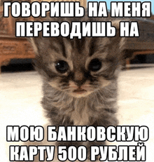 a picture of a kitten with a caption in russian that says " talking to me "