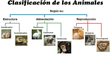 a diagram showing different types of animals with the words clasificacion de los animales below it