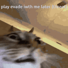 a blurry picture of a cat with the words play evade iwth me later ( threat ) above it