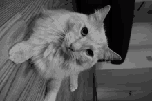 a fluffy white cat laying on the floor looking up at the camera