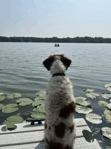 a dog looking out over a lake with a boat in the distance