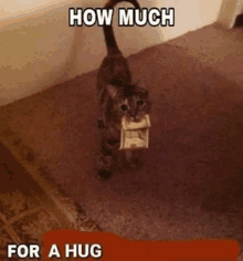 a cat is holding a box of money in its mouth and the caption says how much for a hug