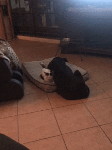 a dog and a cat laying on a dog bed in a living room