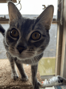 a close up of a cat 's face with the letter e in the background