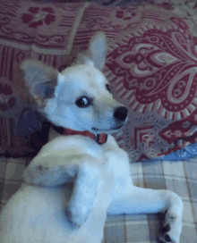 a white dog with a red collar is laying on its back on a bed