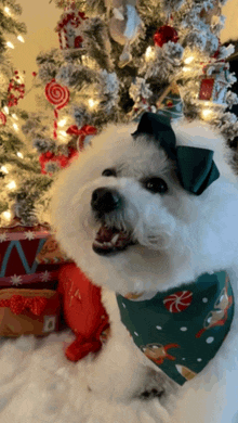 a small white dog wearing a green bandana and a bow stands in front of a christmas tree